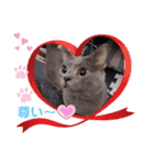 猫のかいくん日常（個別スタンプ：14）