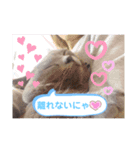 猫のかいくん日常（個別スタンプ：15）