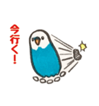 セキセイインコのラピスくん（個別スタンプ：21）