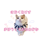酒カスのこむぎ（個別スタンプ：8）
