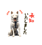 キュートな柴犬「春巻き」と「のり巻」（個別スタンプ：1）