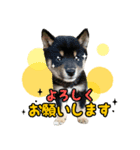 キュートな柴犬「春巻き」と「のり巻」（個別スタンプ：2）