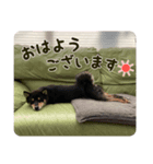 キュートな柴犬「春巻き」と「のり巻」（個別スタンプ：3）