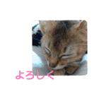 アビシニアンのプティちゃんスタンプ❤（個別スタンプ：4）