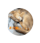 アビシニアンのプティちゃんスタンプ❤（個別スタンプ：6）