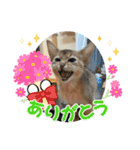アビシニアンのプティちゃんスタンプ❤（個別スタンプ：14）