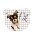coa君スタンプ（個別スタンプ：5）