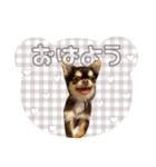 coa君スタンプ（個別スタンプ：7）