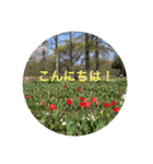 kinko 春バージョン2（個別スタンプ：1）