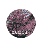 kinko 春バージョン2（個別スタンプ：5）