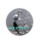 kinko 春バージョン2（個別スタンプ：19）