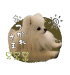#042 ポメラニアン 40個 *asachi（個別スタンプ：7）