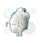 #042 ポメラニアン 40個 *asachi（個別スタンプ：20）