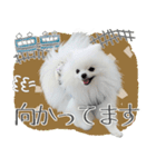 #042 ポメラニアン 40個 *asachi（個別スタンプ：25）