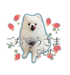 #042 ポメラニアン 40個 *asachi（個別スタンプ：38）