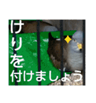 いしかわ動物園6 鳥類編（個別スタンプ：12）