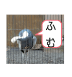 いしかわ動物園6 鳥類編（個別スタンプ：16）