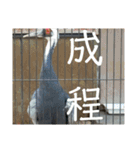 いしかわ動物園6 鳥類編（個別スタンプ：17）