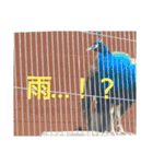 いしかわ動物園6 鳥類編（個別スタンプ：23）