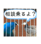 いしかわ動物園6 鳥類編（個別スタンプ：26）