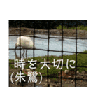 いしかわ動物園6 鳥類編（個別スタンプ：37）