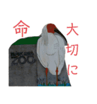 いしかわ動物園6 鳥類編（個別スタンプ：39）