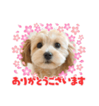 ベルちゃんスタンプ2022.04.（個別スタンプ：13）