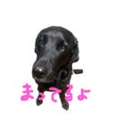 らぶらどーるのあん⑵（個別スタンプ：3）