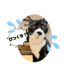 犬と犬と猫と猫。（個別スタンプ：1）