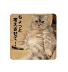 犬と犬と猫と猫。（個別スタンプ：3）