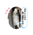 犬と犬と猫と猫。（個別スタンプ：4）