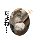 犬と犬と猫と猫。（個別スタンプ：5）