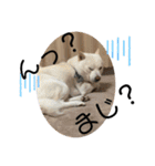 犬と犬と猫と猫。（個別スタンプ：6）