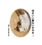 犬と犬と猫と猫。（個別スタンプ：7）