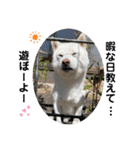 犬と犬と猫と猫。（個別スタンプ：8）