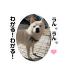 犬と犬と猫と猫。（個別スタンプ：9）