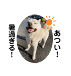 犬と犬と猫と猫。（個別スタンプ：11）