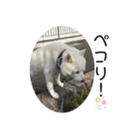 犬と犬と猫と猫。（個別スタンプ：12）