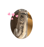 犬と犬と猫と猫。（個別スタンプ：13）