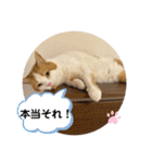 犬と犬と猫と猫。（個別スタンプ：15）
