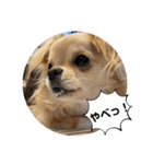 犬と犬と猫と猫。（個別スタンプ：16）