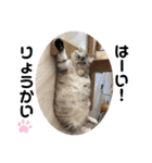 犬と犬と猫と猫。（個別スタンプ：17）