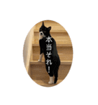 犬と犬と猫と猫。（個別スタンプ：21）