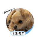 犬と犬と猫と猫。（個別スタンプ：22）
