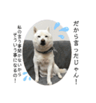 犬と犬と猫と猫。（個別スタンプ：23）