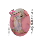 犬と犬と猫と猫。（個別スタンプ：25）
