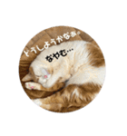 犬と犬と猫と猫。（個別スタンプ：26）