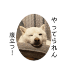 犬と犬と猫と猫。（個別スタンプ：27）