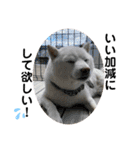 犬と犬と猫と猫。（個別スタンプ：28）