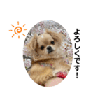 犬と犬と猫と猫。（個別スタンプ：29）